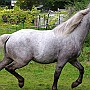 Spanish Norman Horse 1 (41)